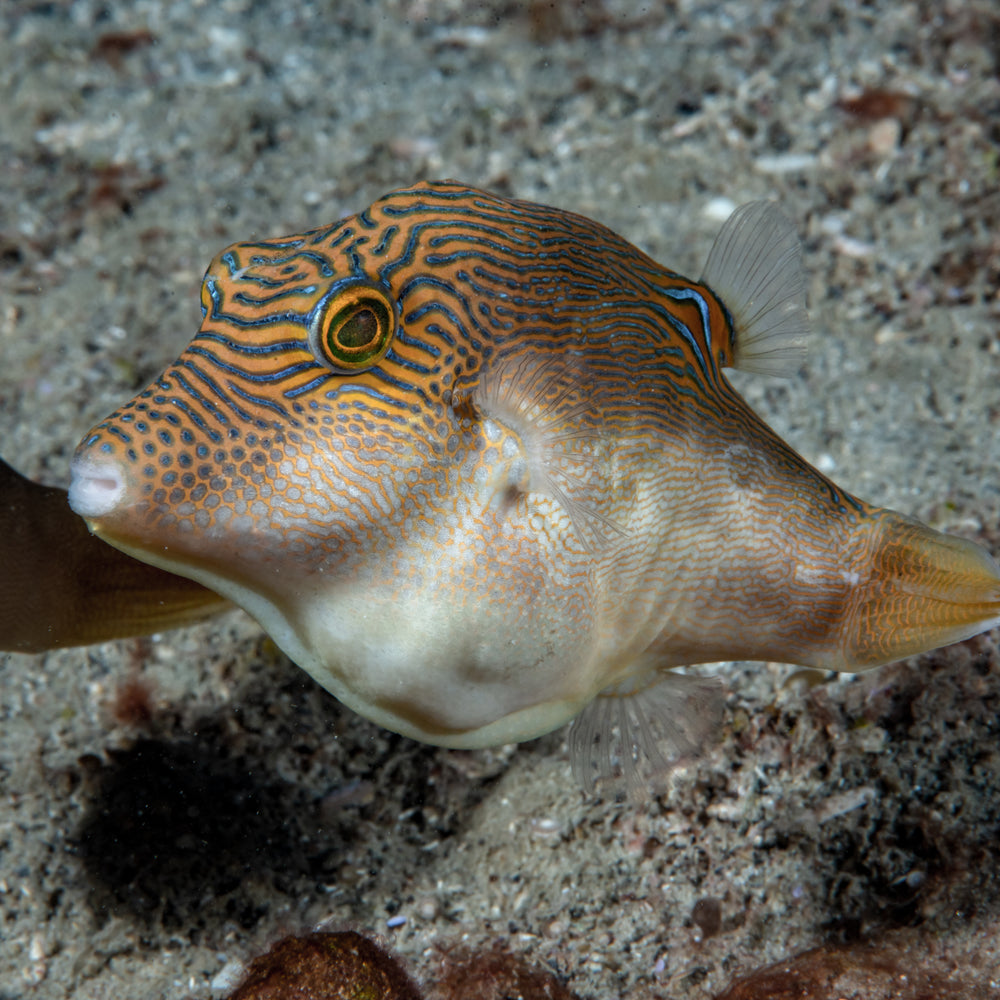 Bennett's Sharpnose Puffer