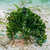 Mermaid's Fan Macroalgae
