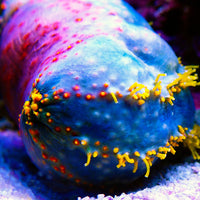 Bloody Red Sea Apple Sea Cucumber
