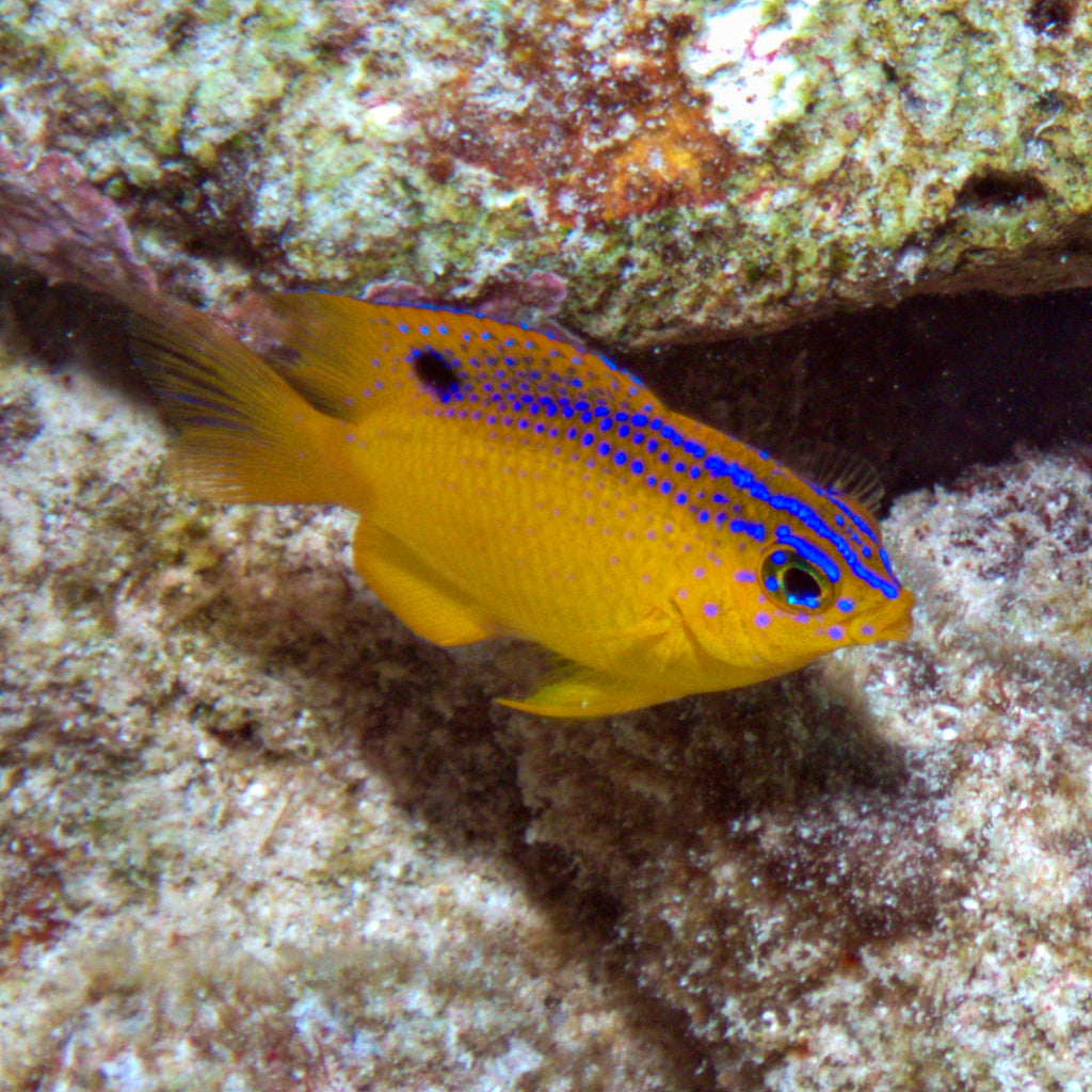 Beaugregory Damselfish - Corals Anonymous