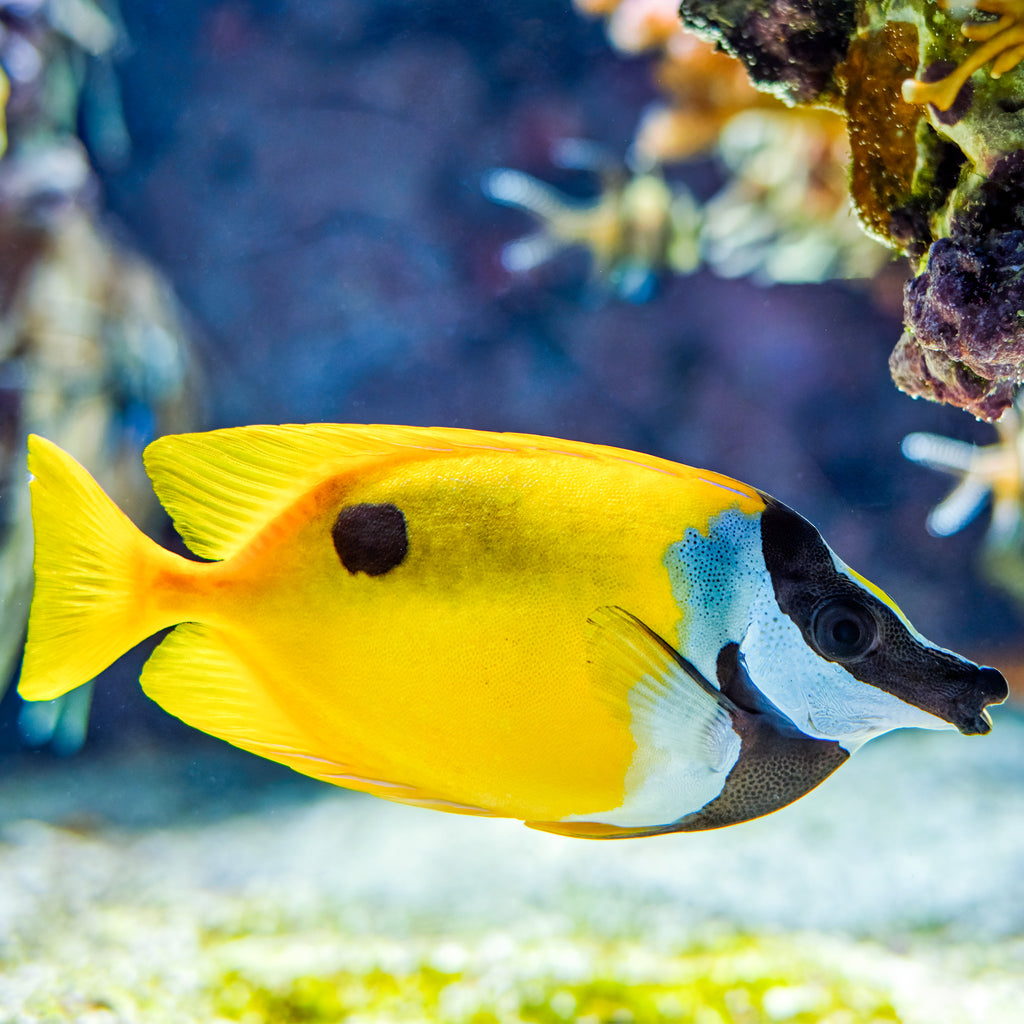 Foxface Rabbitfish (Algae Eater, 2-3”) - Corals Anonymous