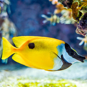 Foxface Rabbitfish (Algae Eater, 3-4”)