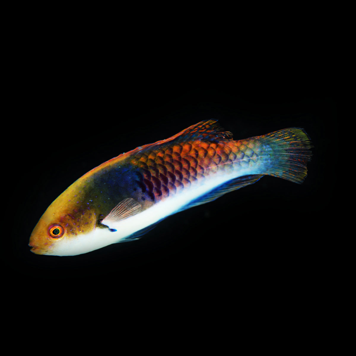 Blueside Wrasse (Cirrhilabrus cyanopleura) - Corals Anonymous