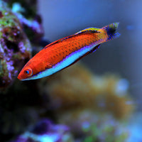 Redfin Wrasse (Cirrhilabrus rubripinnis)
