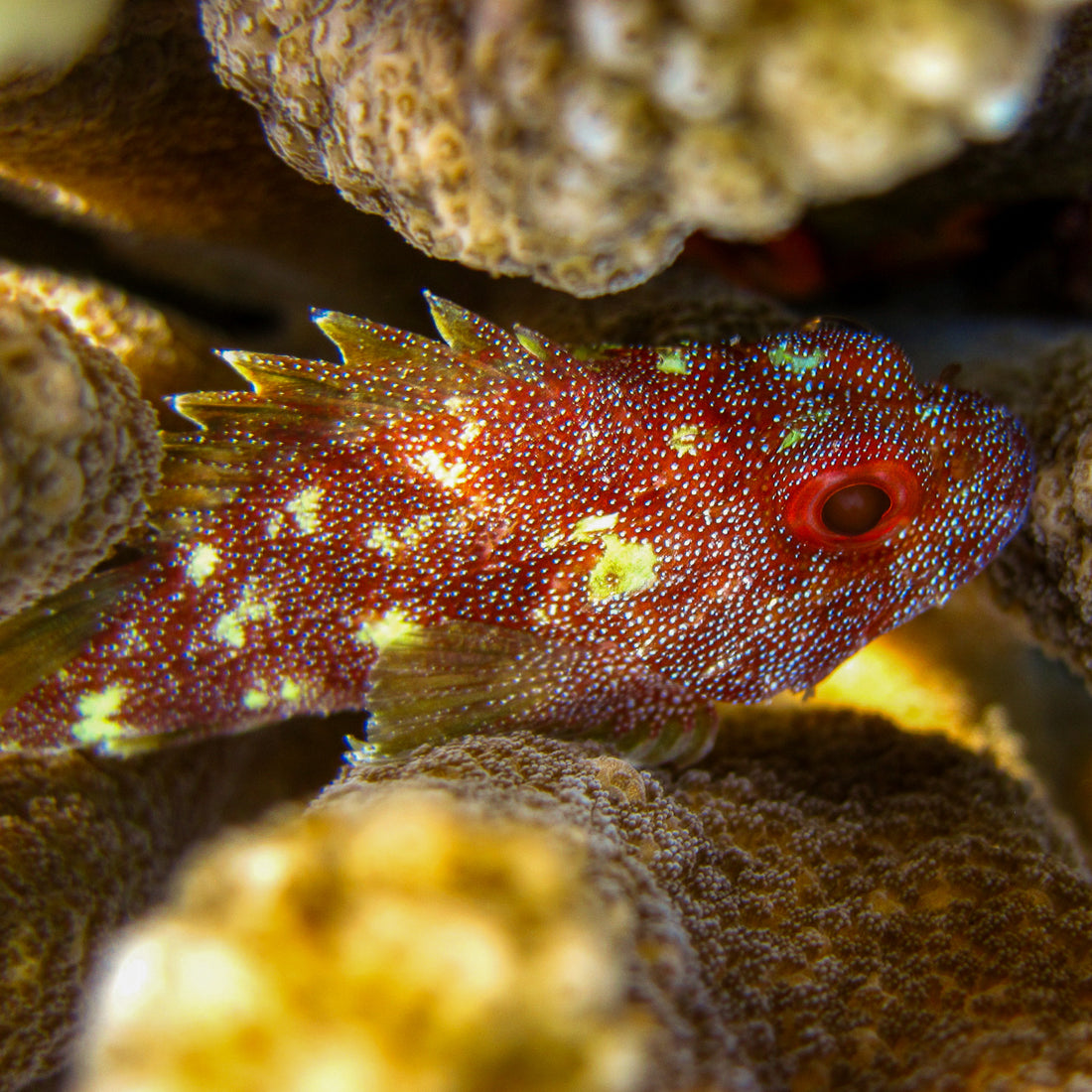 Yellowspotted Scorpionfish - Corals Anonymous