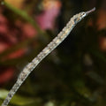 Common Pipefish (3-5