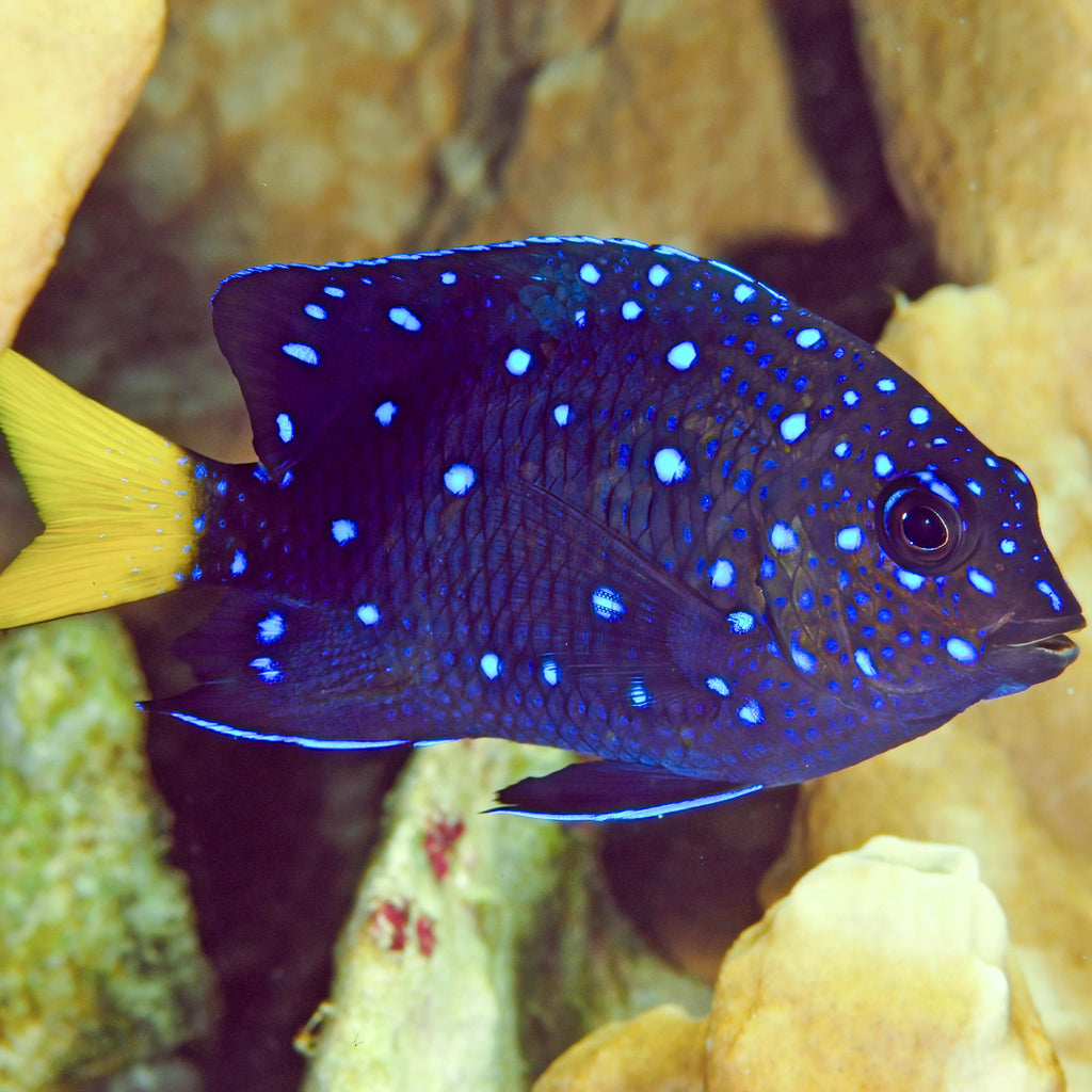 Yellowtail Blue Spotted Damselfish - Corals Anonymous