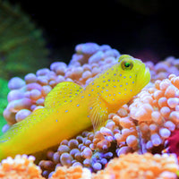 Yellow Watchman Prawn Goby
