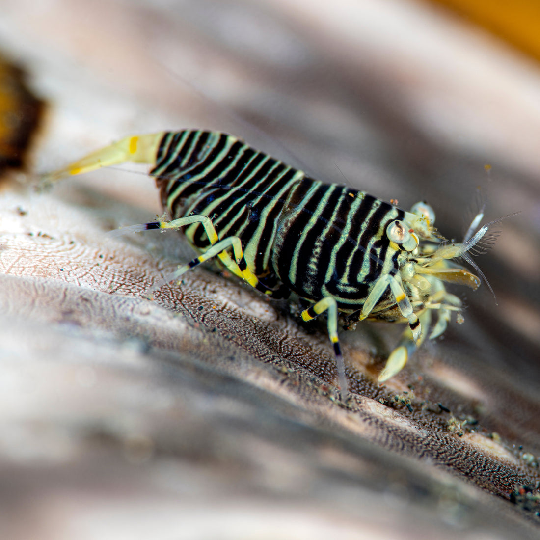 Bumblebee Shrimp - Corals Anonymous