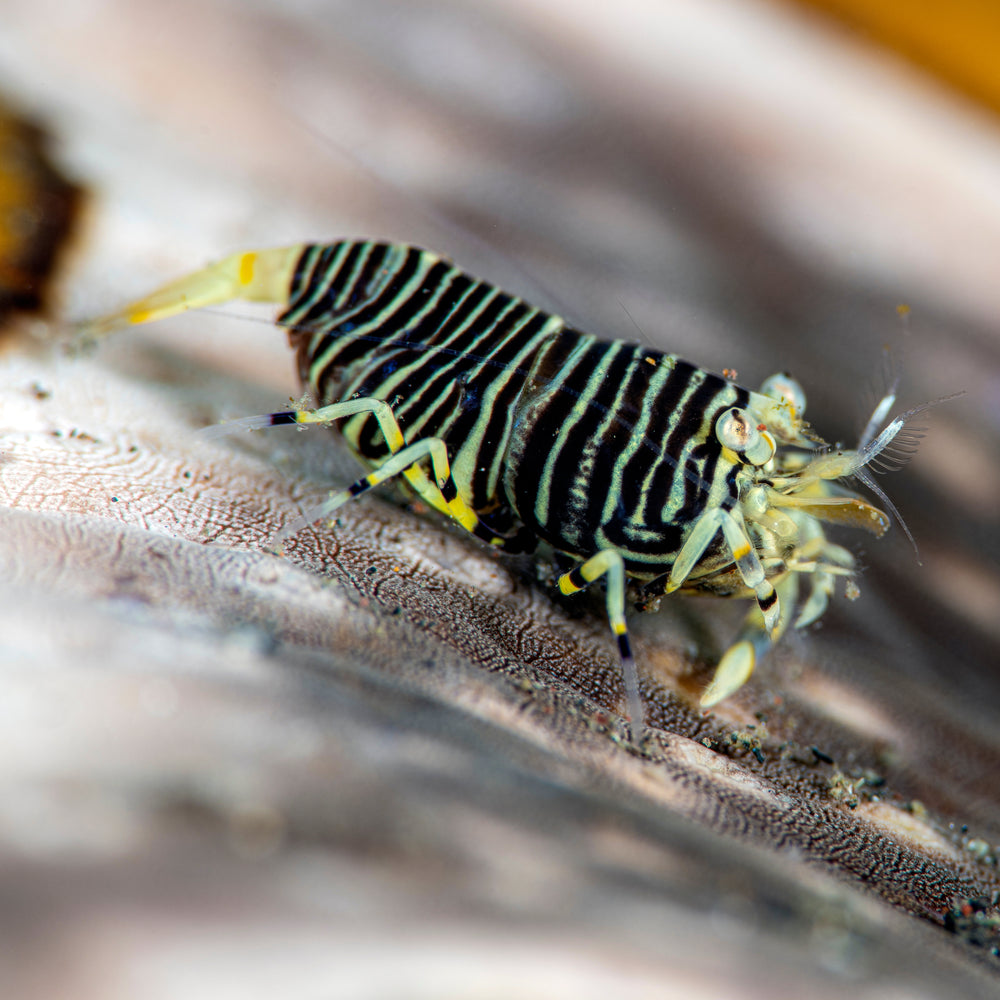 Bumblebee Shrimp