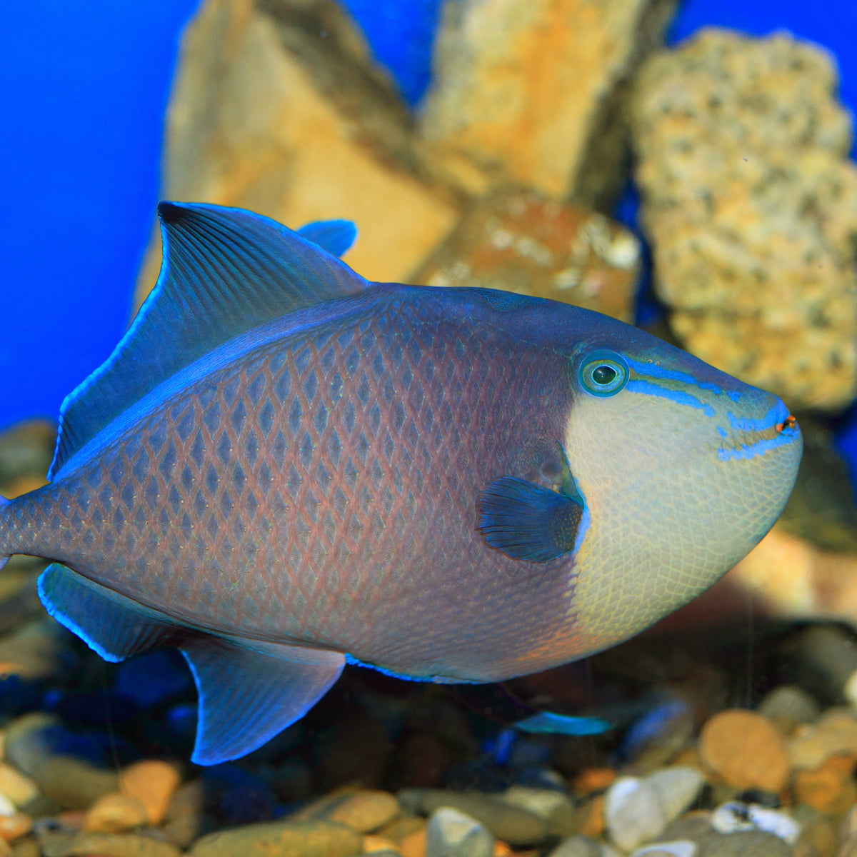 Niger Triggerfish - Corals Anonymous