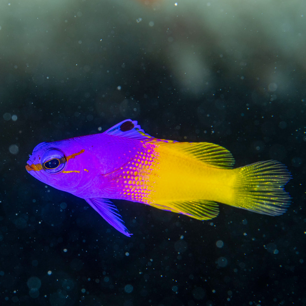 Royal Gramma Basslet - Corals Anonymous