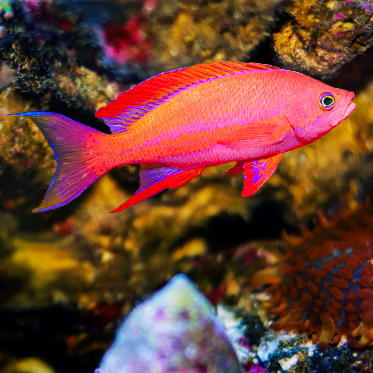 Randall’s Anthias Fish (Male) - Corals Anonymous