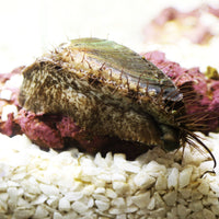 Abalone (Algae Eater) - Corals Anonymous
