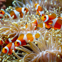 Ocellaris Clownfish
