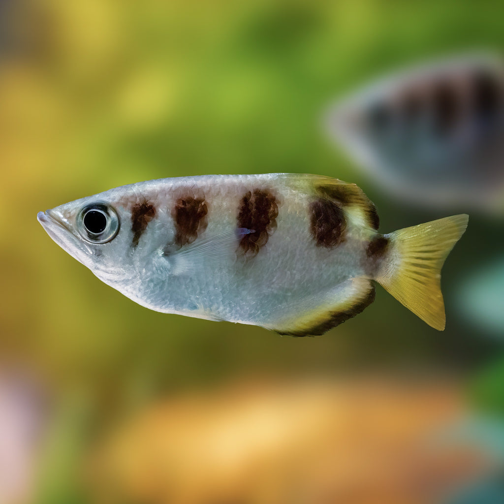 Saltwater Banded Archerfish (3-4") - Corals Anonymous
