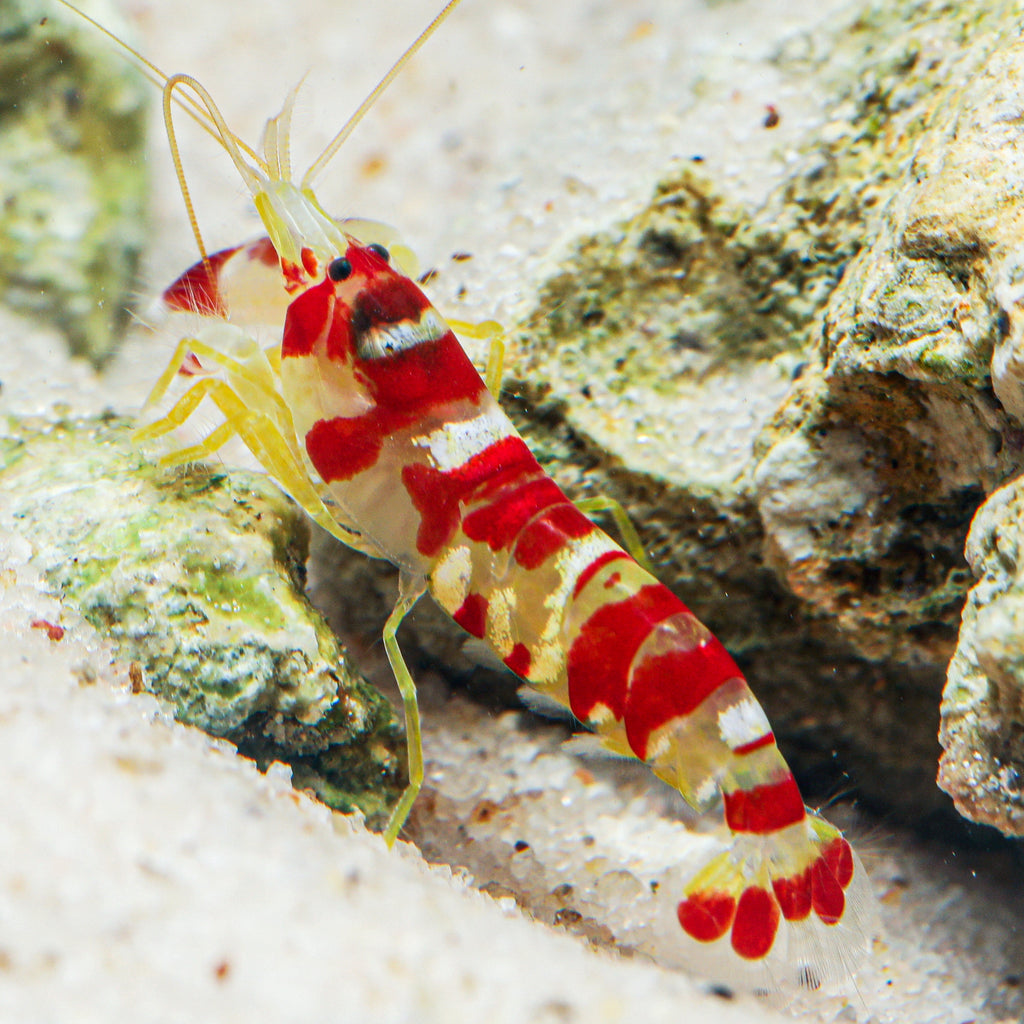 Japanese Pistol Shrimp (Alpheus bisincisus) - Corals Anonymous