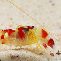Japanese Pistol Shrimp (Alpheus bisincisus)