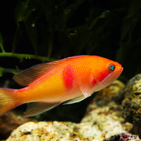 Tricolor Anthias
