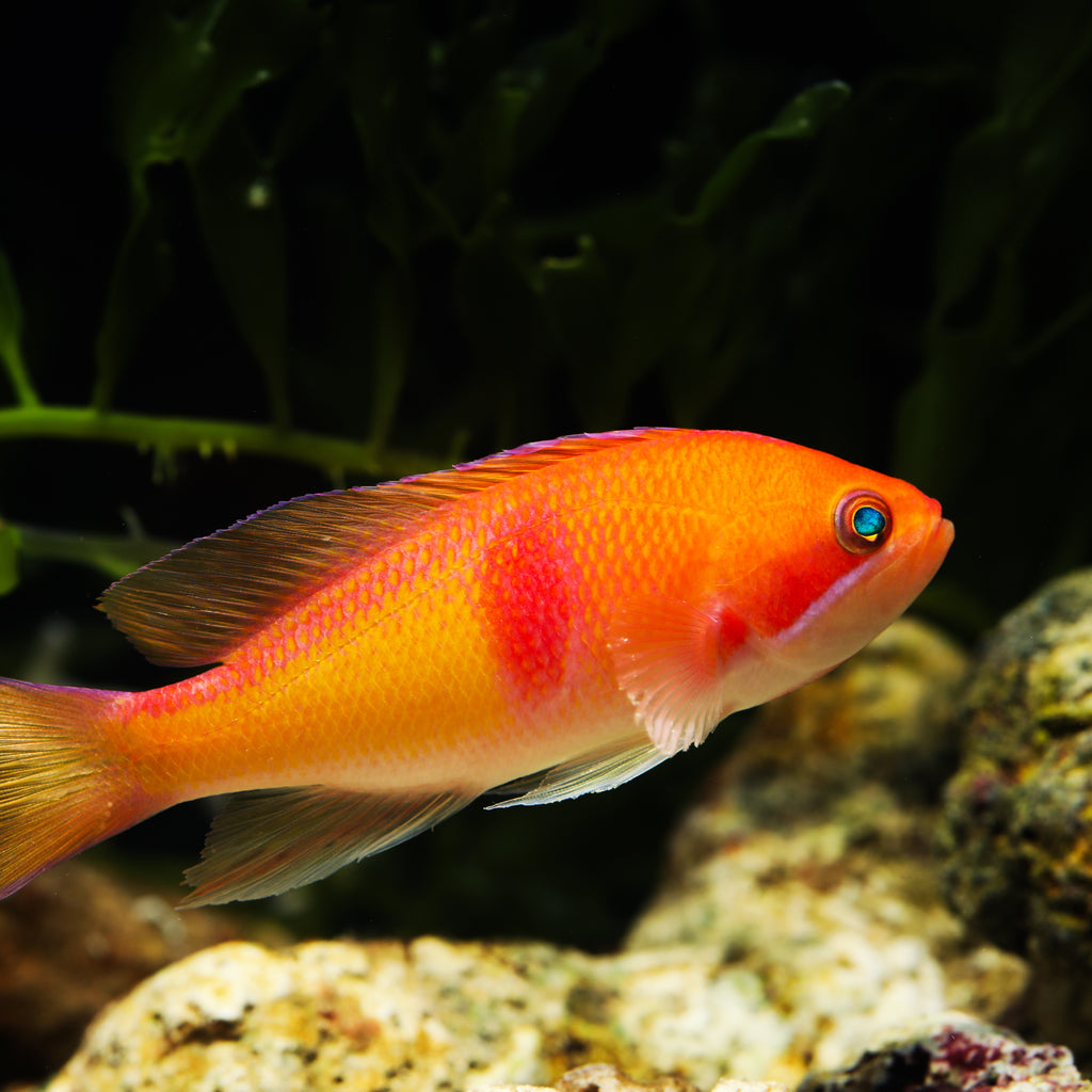 Tricolor Anthias - Corals Anonymous