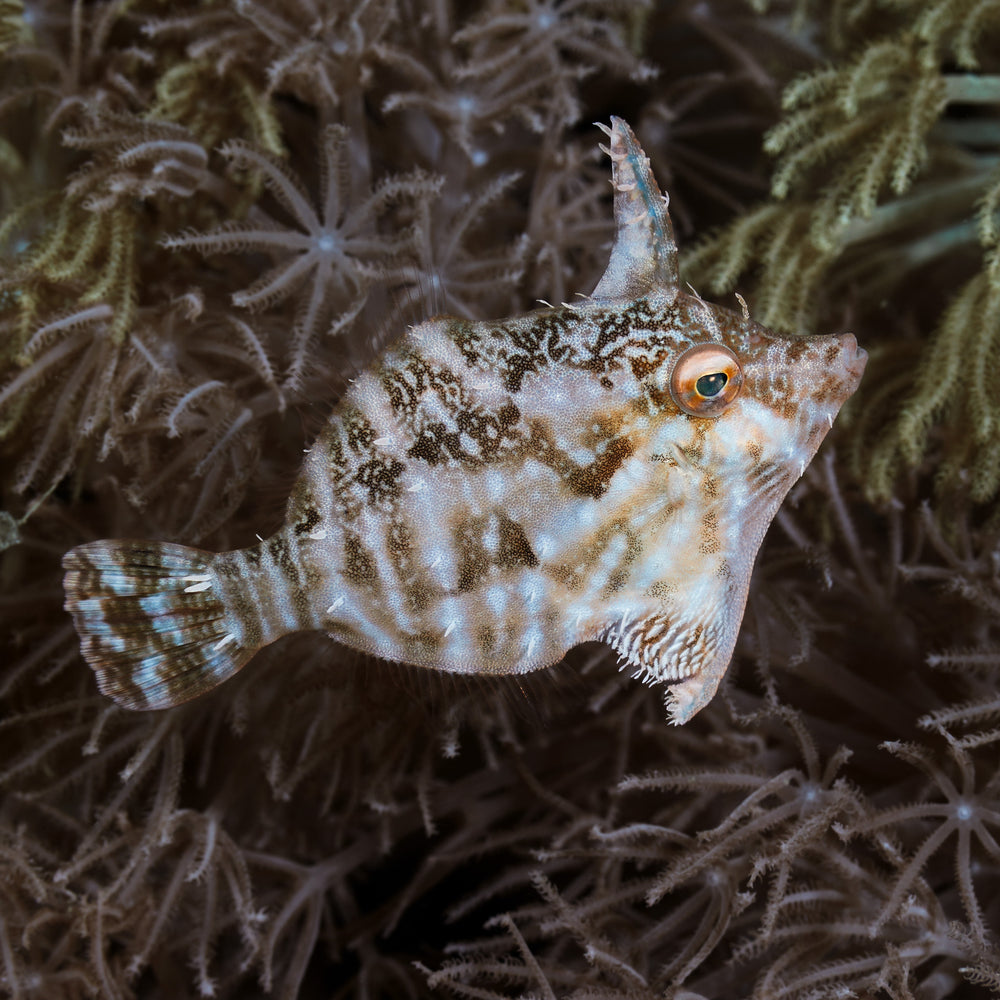 Aiptasia Eating Filefish