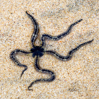 Hairy Brittle Starfish (Ophiomastix annulosa)