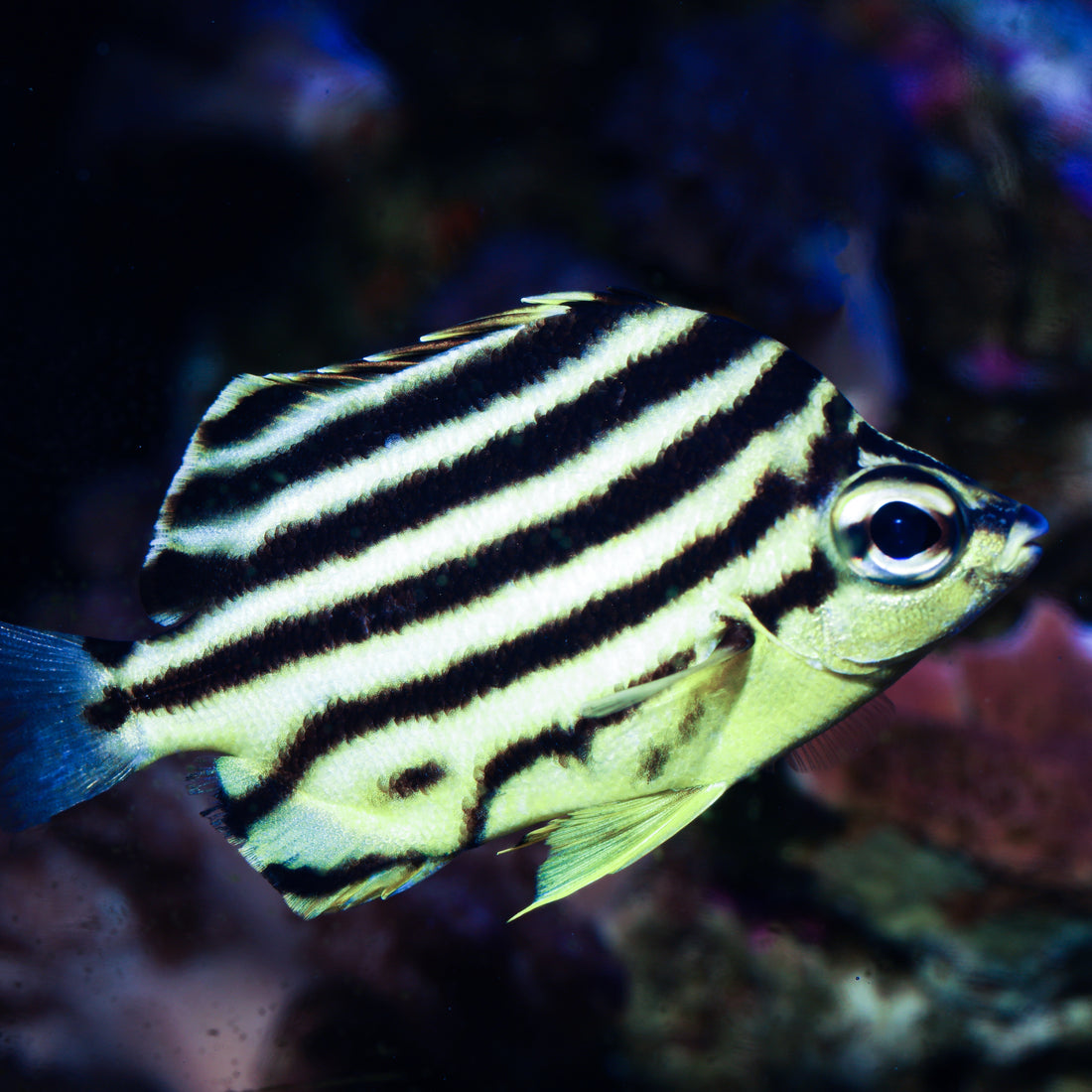 Australian Stripey (1-2") - Corals Anonymous