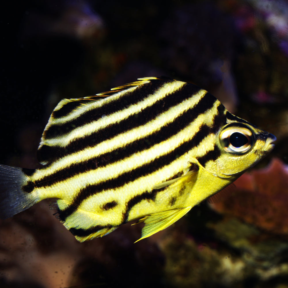 Australian Stripey (1-2