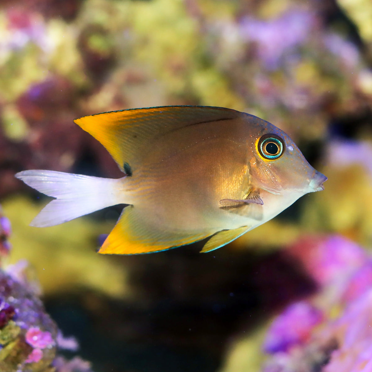 Bristletooth Tomini Tang (1-2") - Corals Anonymous