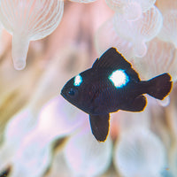Three Spot Domino Damselfish
