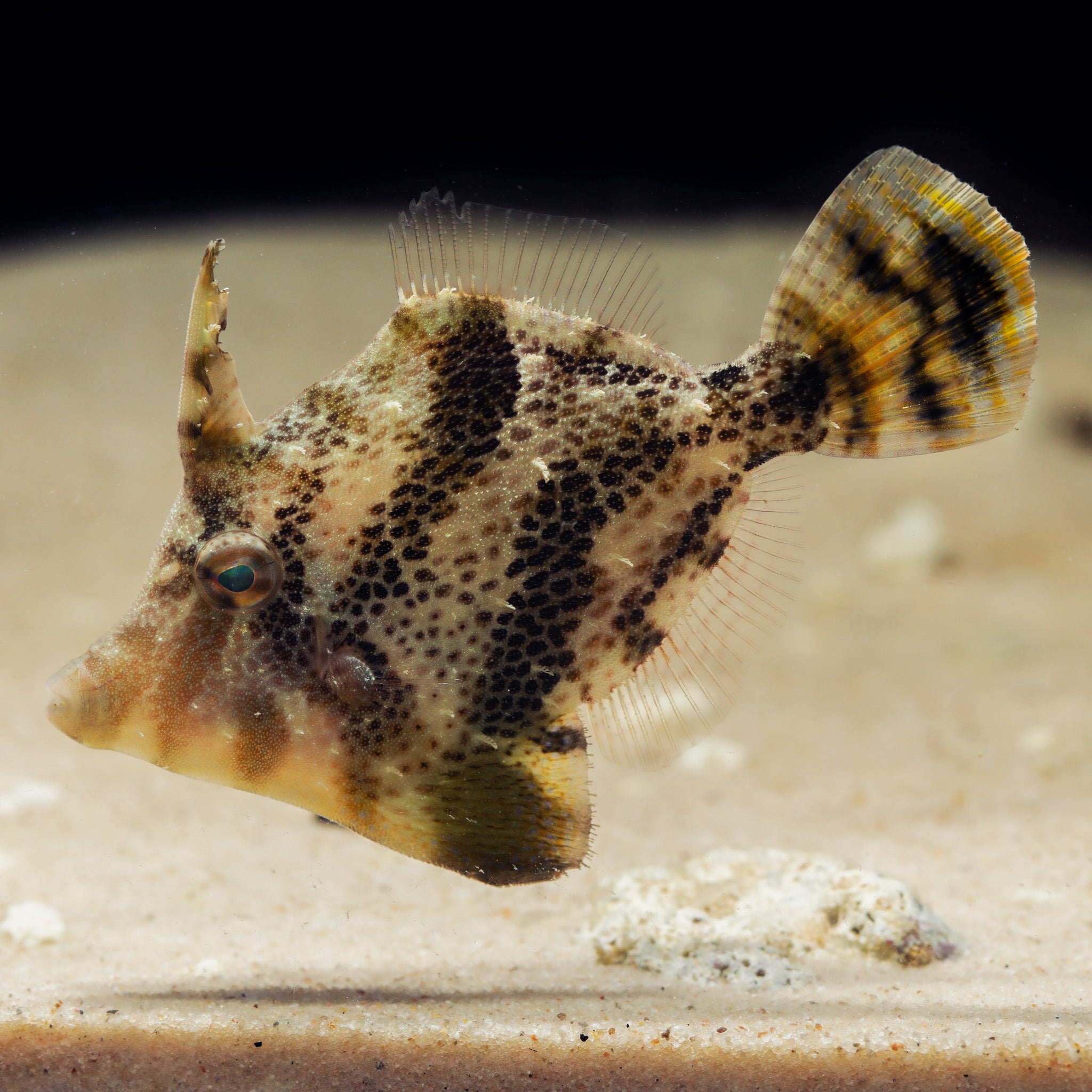 Fan Bellied Leather Jacket Filefish