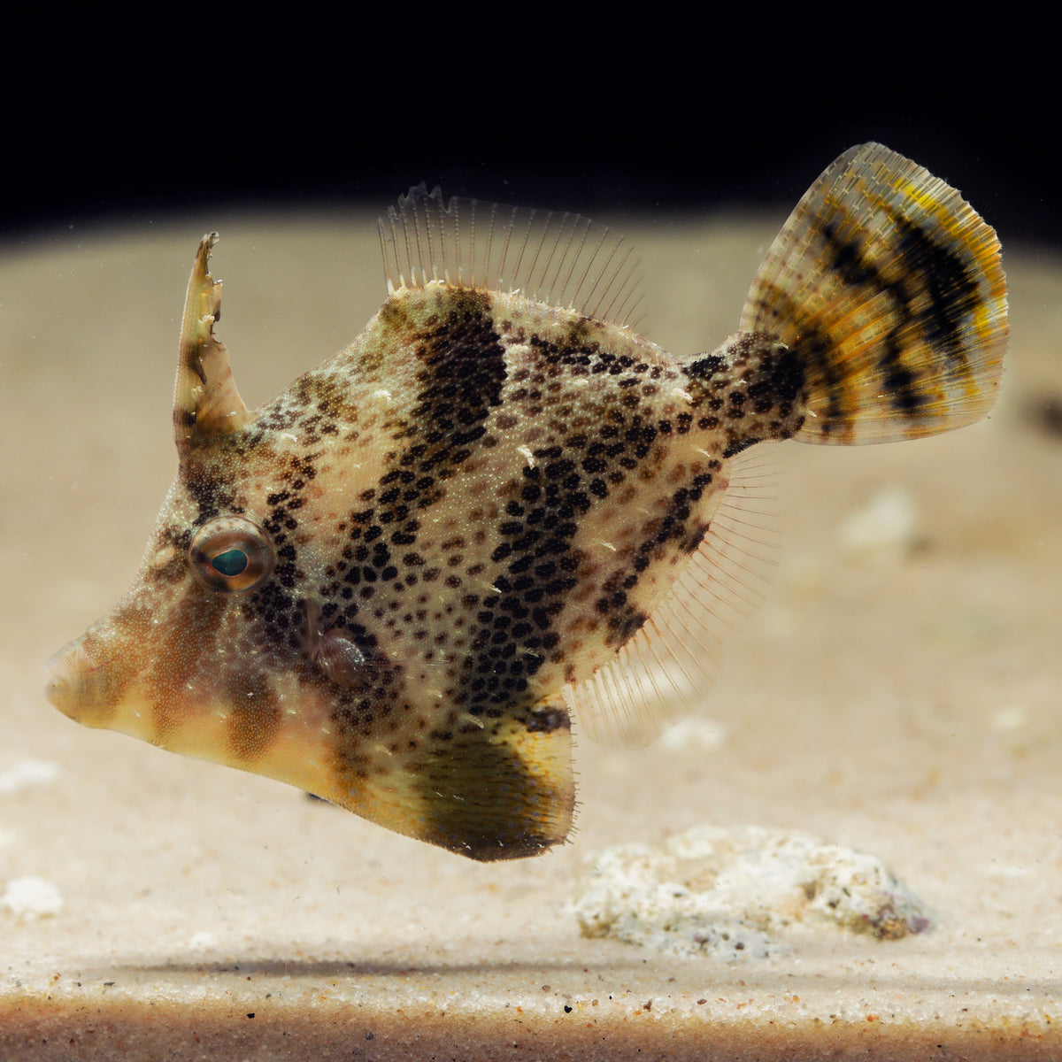 Fan Bellied Leather Jacket Filefish - Corals Anonymous