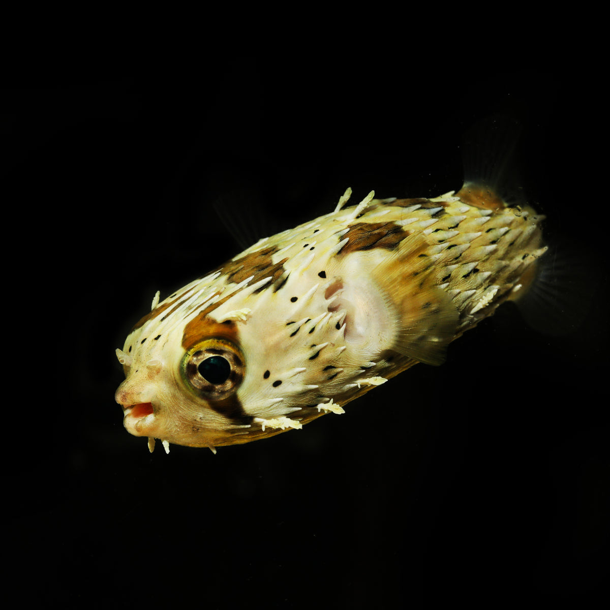 Porcupine Puffer Fish (3-4", eats frozen food) - Corals Anonymous