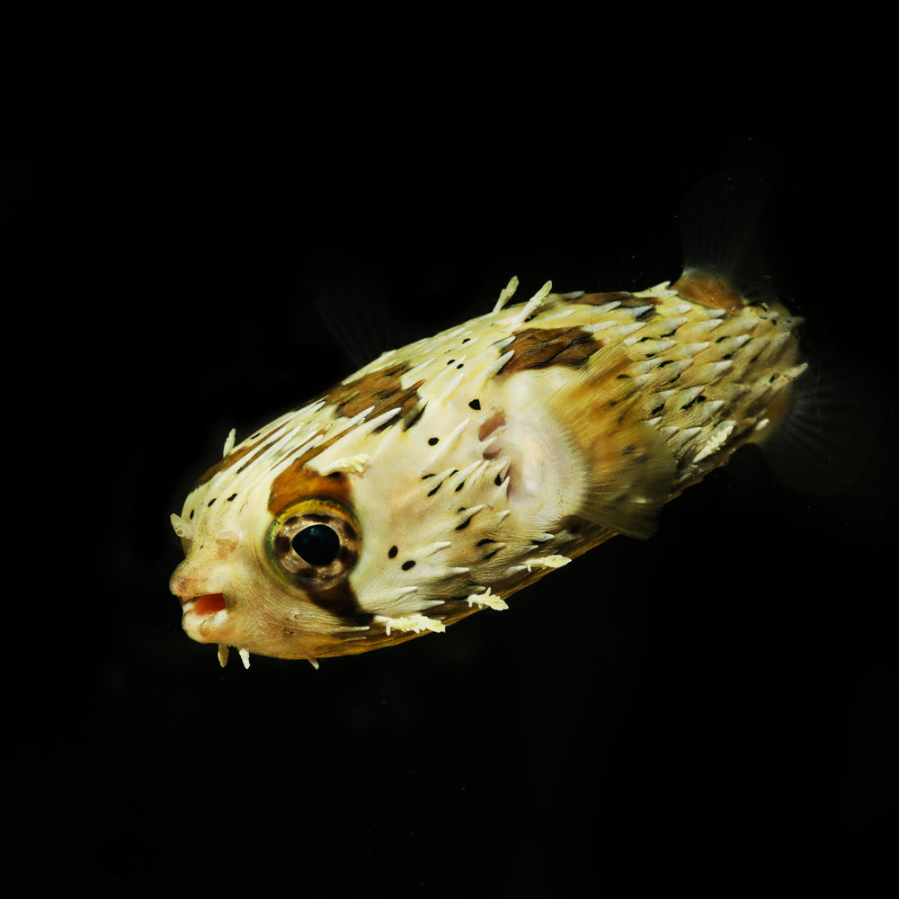 Porcupine Puffer Fish (3-4