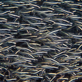 Engineer Goby - Corals Anonymous