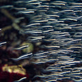 Engineer Goby - Corals Anonymous
