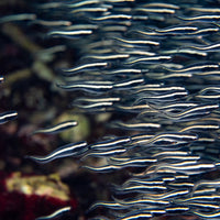 Coral Schooling Catfish
