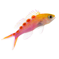 Red Saddled Anthias (Female)
