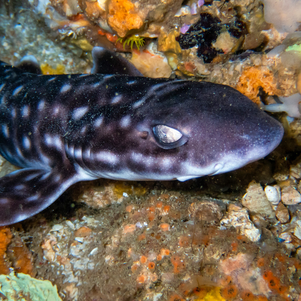 Whitespotted Bamboo Cat Shark - Corals Anonymous