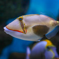Bursa Triggerfish (1-2
