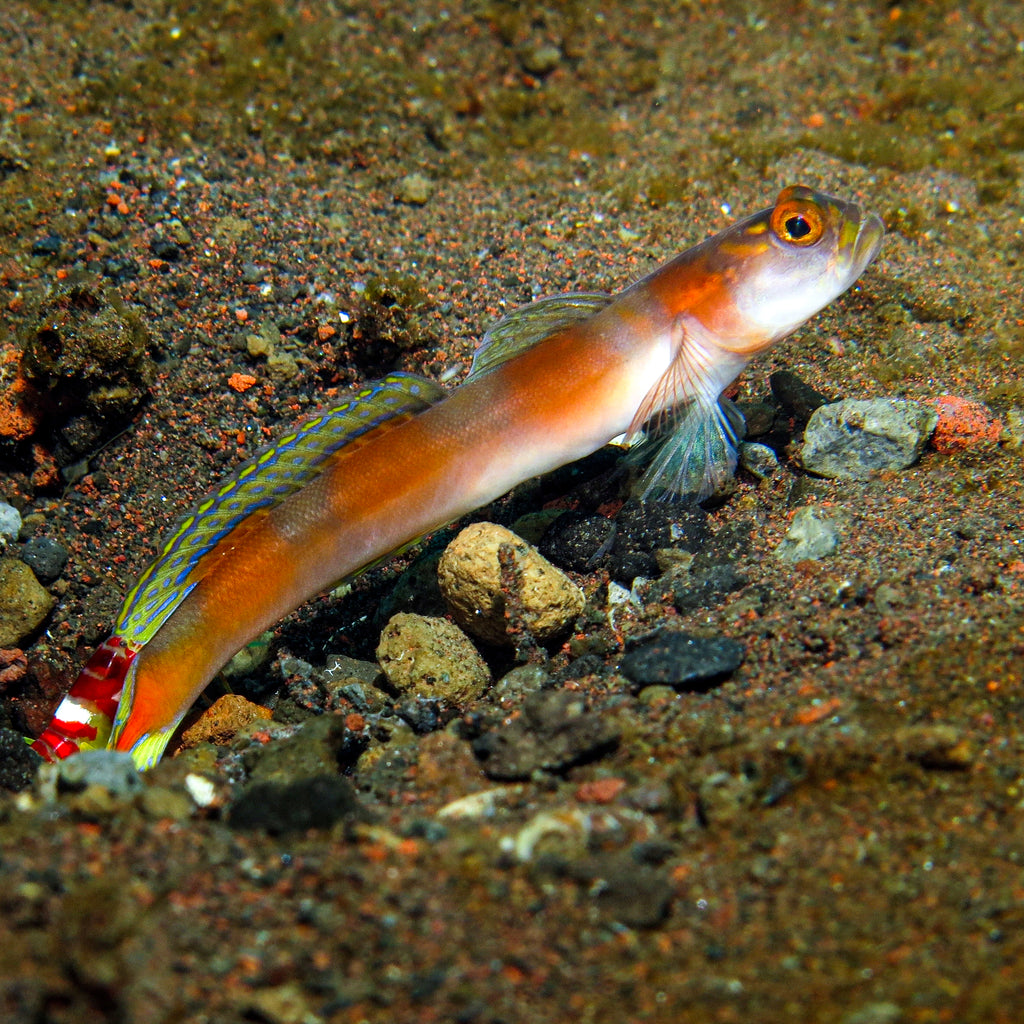 Small fish with orange and yellow colors on a sandy ocean floor