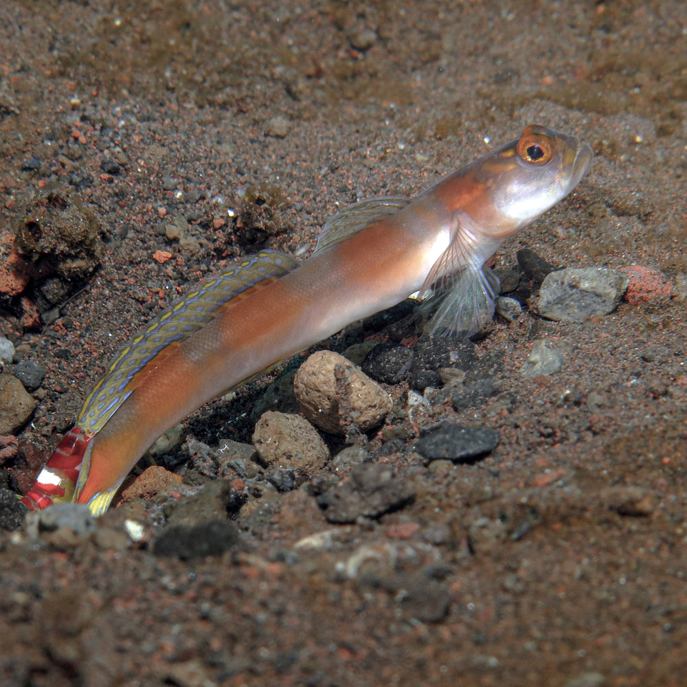 Flagtail Shrimp Goby