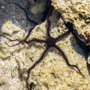 black brittle starfish