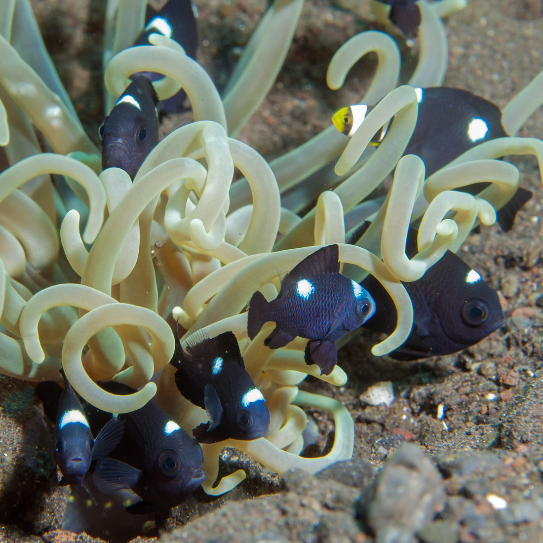 Three Spot Domino Damselfish - Corals Anonymous