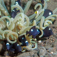Three Spot Domino Damselfish