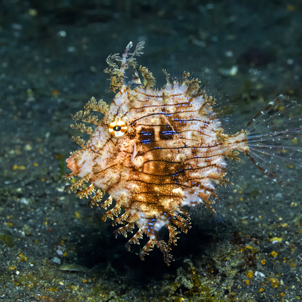 Tassle Filefish - Corals Anonymous