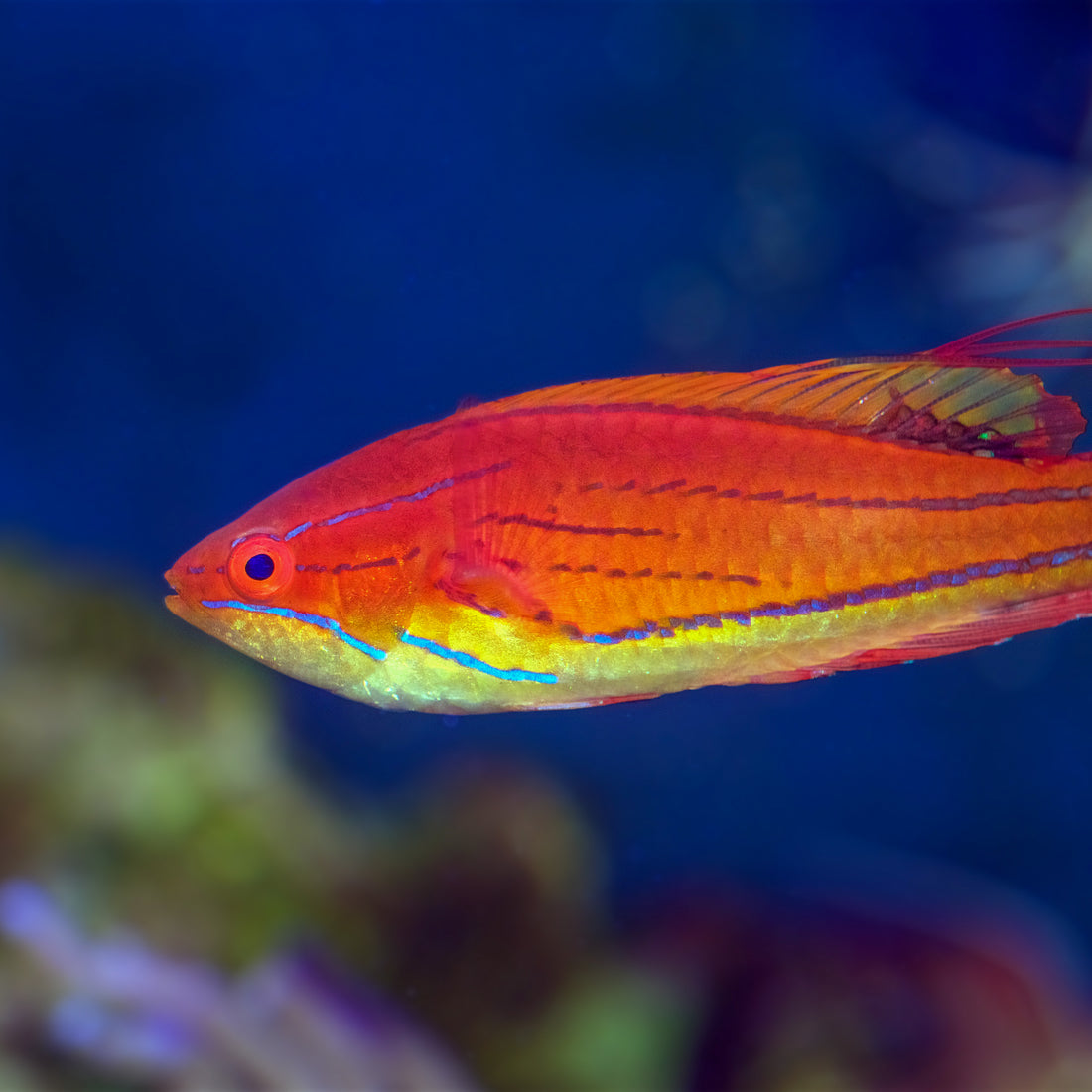 Carpenter's Flasher Wrasse - Corals Anonymous