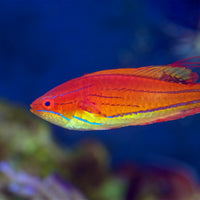 Carpenter's Flasher Wrasse