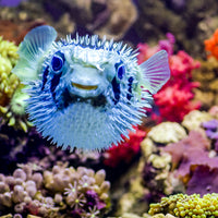 Blue Pelagic Procupine Puffer