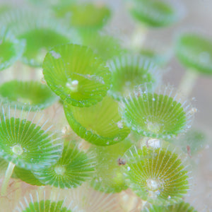 Mermaid's Wineglass Macroalgae